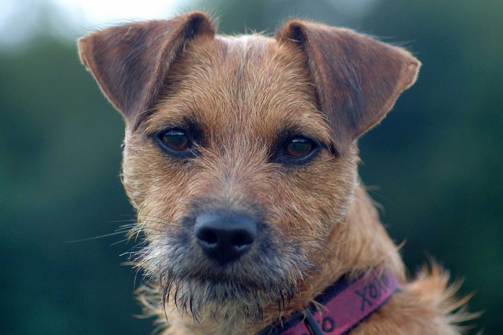 Cute doggie